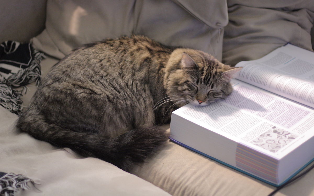 Halley the cat, studying for boards