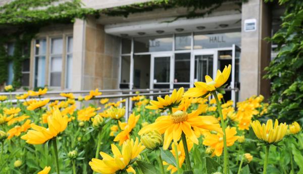 Yellow flowers outside Ellis Hall