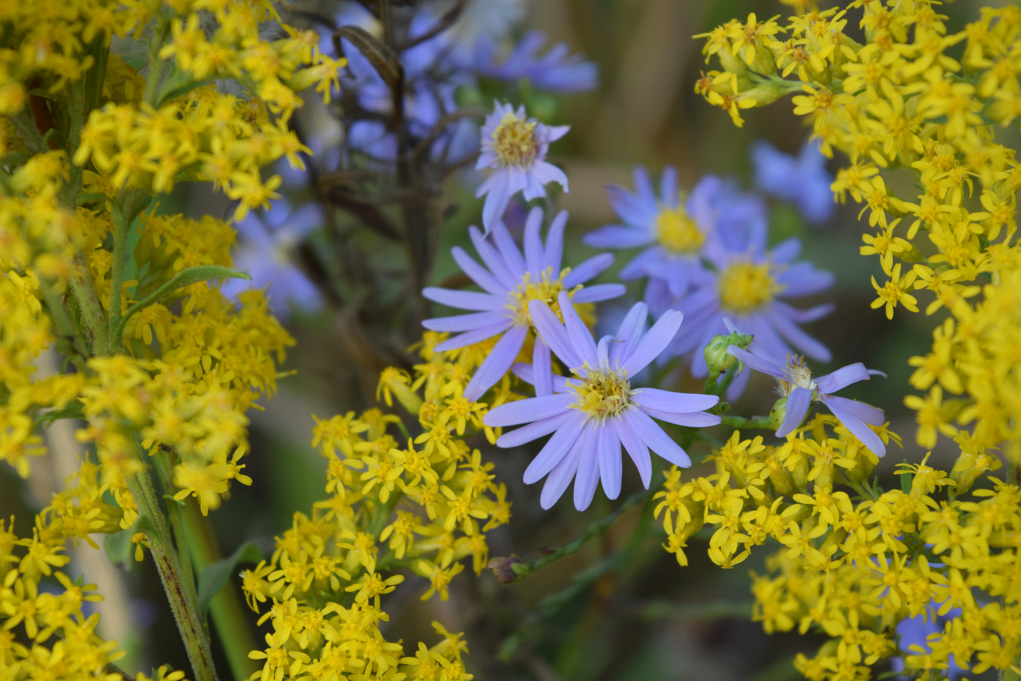 "golden rod and aster flowers in a meadow"
