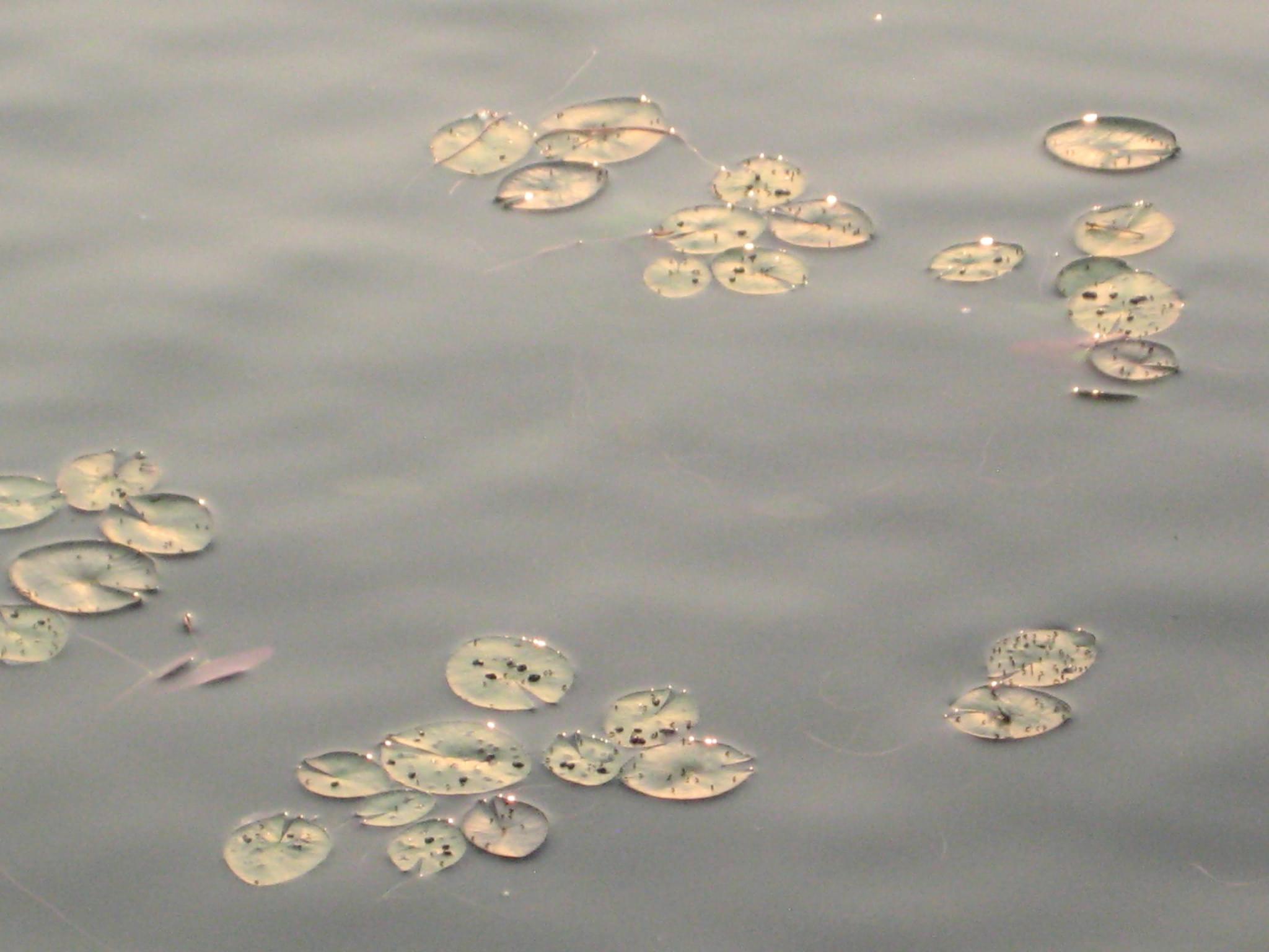 "lily pads on a grey water"