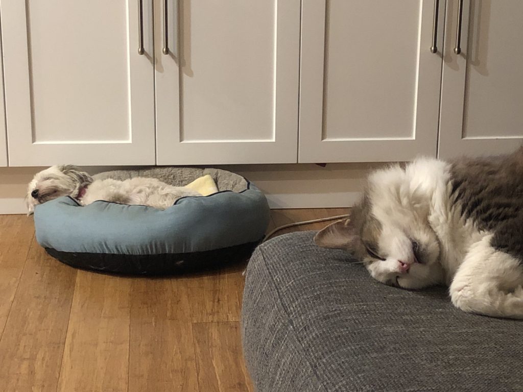 Dog and cat asleep on pillows